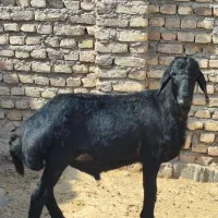 قوچ قره قزل اصل موفر واکسی لخت