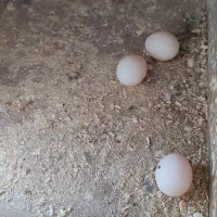 عروس هلندی|پرنده|چناران, |دیوار