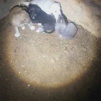 تولههای نر|سگ|میاندوآب, |دیوار