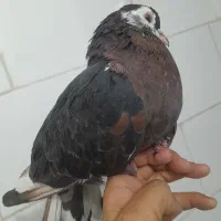 سرورماده|پرنده|مسجد سلیمان, |دیوار