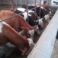 تنها تهیه کننده بهترین گوساله های توناژگیر|حیوانات مزرعه|تربت جام, جامرود|دیوار