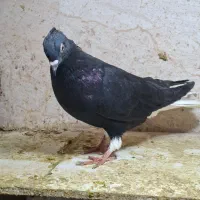 کبوتر زیل دم سفید ماده