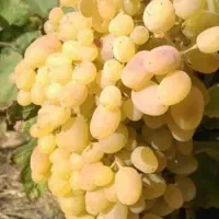 علف زنی دستی نهال میاندواب قیمت علف زنی دستی 600