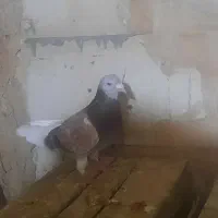 کفتر آبگول