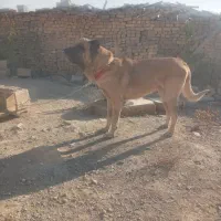 سراب ۲نیم ساله یک دونه نیش نداره بقیه سالم مثل صدف