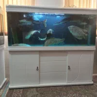 تعدادی ماهی گوشت خوار بزرگ