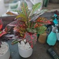 کروتون با گلدان سرامیکی