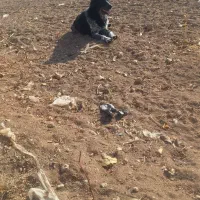 سگ قدرجونی|سگ|کبودرآهنگ, |دیوار