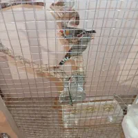 سه جفت فنچ|پرنده|الوند, |دیوار