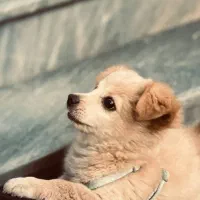 توله سگ پامر تریر.