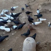 کبوتر|پرنده|کشاورز, |دیوار