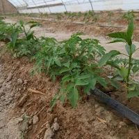نهال گوجه