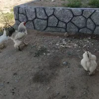 مرغ وخروس برهما