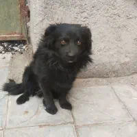 فروش سگ شیتزو|سگ|بم, |دیوار