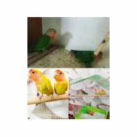 طوطی برزیلی مولد به همراه تخم و جوجه