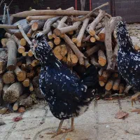 تخم مرغ نطفه دار گلین از بهترین نژاد|حیوانات مزرعه|مرودشت, گندم|دیوار