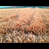 گندم آبی فرانسوی رقم آناپورنا