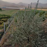 باغ فنس کشی شده و زمین آبی و ساختمان کنارسدجامیشان|فروش خانه و ویلا|سنقر, |دیوار