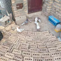 ۶ عدد کبوتر|پرنده|مرند, |دیوار