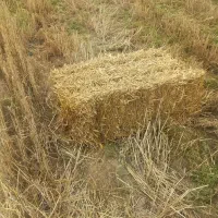 کاه گندم ویونجه وسیفال بسته بندی ز