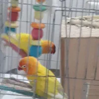 طوطی برزیلی