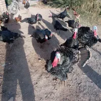 بوقلمون محلی