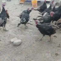 بو قلمون محلی|پرنده|دلبران, |دیوار