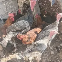 بوقلمون 6 عدد بزرگ دو عدد نیمچه|حیوانات مزرعه|چاهک, |دیوار