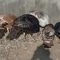 بوقلمون|حیوانات مزرعه|سلماس, |دیوار