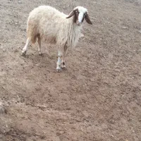 سلام بره نر  پوشی|حیوانات مزرعه|سرپل ذهاب, |دیوار