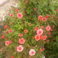 فروش خانه ویلاشیک|فروش خانه و ویلا|رضویه, |دیوار