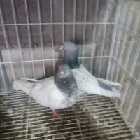 کبوتر|پرنده|شیراز, زیباشهر|دیوار