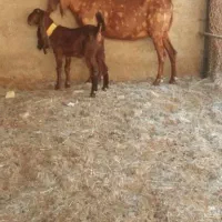 کهره ماده کاموری و کهره نر گلابی