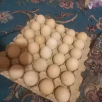 تخم مرغ تازه