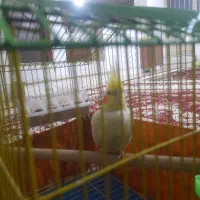 عروس هلندی|پرنده|فولادشهر, B7|دیوار