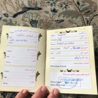 سگ کن کورسو ۸ ماهه نر|سگ|چالوس, |دیوار