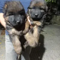 فروش حیوانات خانگی|سگ|رامیان, |دیوار