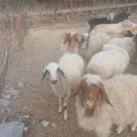 ۱۱ عدد بره جفتی ۵۰کیلو|حیوانات مزرعه|ملکشاهی, |دیوار
