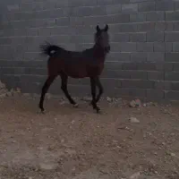 اسب کره نریون بسیار سرو دم گیر