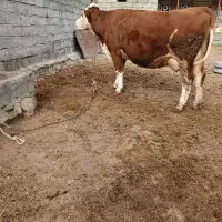 گاو سمینتال درجه یک تکشیر