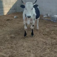 گوساله|حیوانات مزرعه|شهریار, اصیل آباد|دیوار