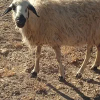 میش وبره