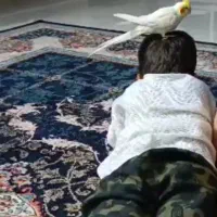 پرنده