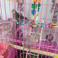 عروس هلندی نر فروشی|پرنده|شریفآباد, |دیوار