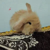 بچه خرگوش جرسی نژاد دار