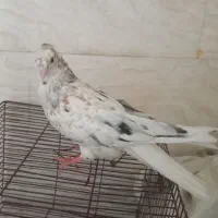 کفتر دم سفید|پرنده|اهواز, حصیرآباد|دیوار