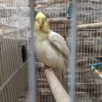 جفت مولد با قفس‌و‌جوجه|پرنده|شیراز, شهرک والفجر|دیوار