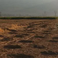 اجاره زمین کشاورزی آبی دیناروند