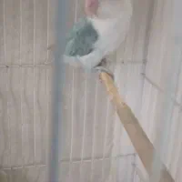 کفتر نروماده گلی رنگه المانی کرمونی کوتوله ابی|پرنده|تربتحیدریه, سرمحله|دیوار