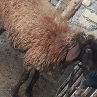 بره چاق ..نر بزغاله چاق